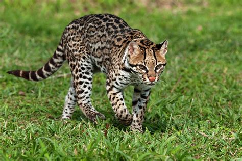 Ocelots Wallpapers - Wallpaper Cave