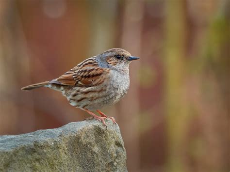 Dunnock Nesting: Complete Guide | Bird Fact