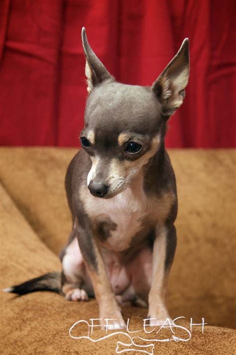 88+ Chihuahua Dog Head Types - l2sanpiero