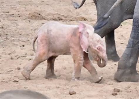 A young albino elephant was found at a wildlife refuge in Africa not ...