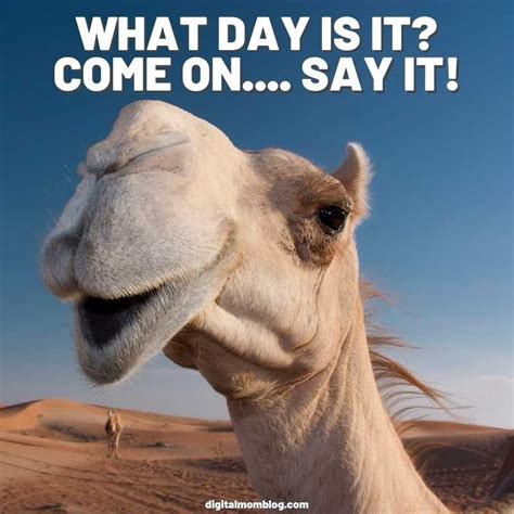 30 Hump Day Memes To Help You Laugh Thru Wednesday | Goedemorgen ...