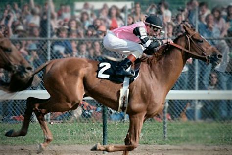 Affirmed - 1978 Triple Crown winner | Saratoga horse racing, Thoroughbred horse racing, Triple crown