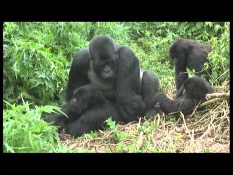 Gorillas mating footage Rwanda - World Primate Safaris - YouTube