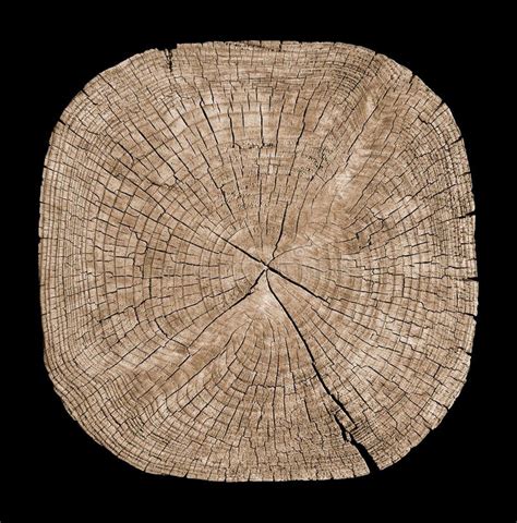 Cross Section of Tree Trunk Stock Photo - Image of detail, lumber: 86513030