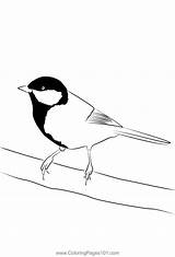 Coal Tit 3 Coloring Page For Kids  Free Bearded Tits Printable sketch template