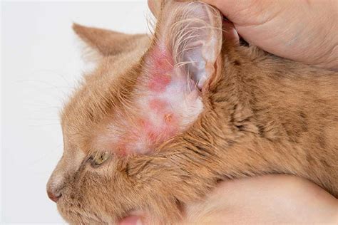 Cat Dermatitis [With Pictures]: Our Vet Explains What to Do - Cat-World