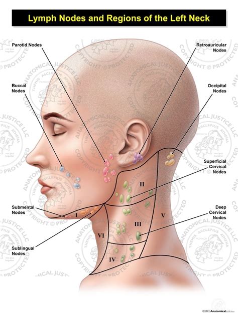 Lymph Nodes In Back Of Neck