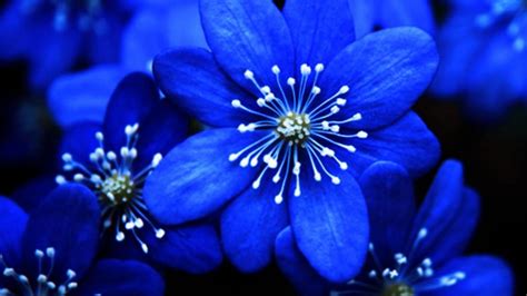 Free photo: Blue Flowers - Black, Blue, Flower - Free Download - Jooinn