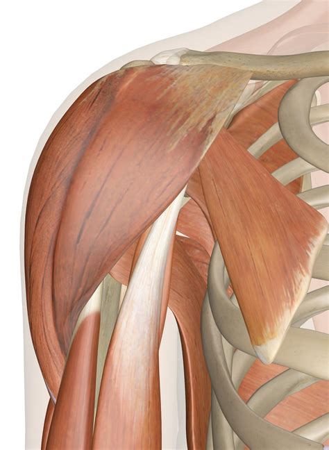 Fuerza motriz Lujo Magnético arm and shoulder muscles anatomy difícil de complacer Consistente ...