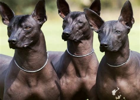 Xoloitzcuintli Dog - Facts, History & Breed Information