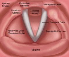 9 A&P of the Larynx/Vocal Folds ideas | vocal, speech language therapy ...