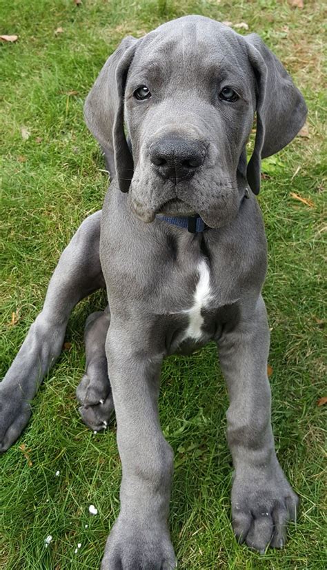 Great Dane 110 | Dane puppies, Dane dog, Great dane dogs