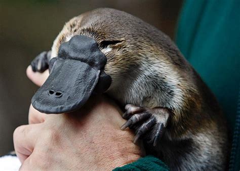 Platypus venom: painful, immediate, long-lasting, impervious to painkillers.