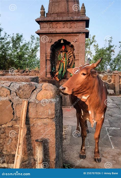 A Cow Standing in Front of an Indian Deity Temple Stock Photo - Image of elephant, goddess ...