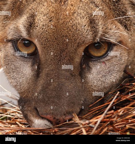 Mountain Lion Eyes