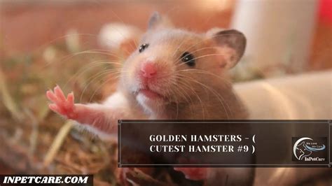 9 Cutest Hamster Breed In The World (With Pictures)