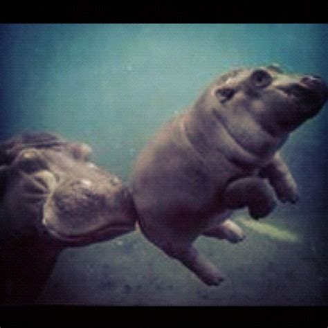 Baby hippopotamus swimming | Alex Martins | Flickr