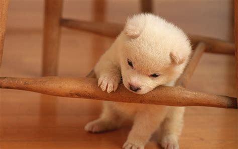 Puppy Sleeping Wallpapers on WallpaperDog