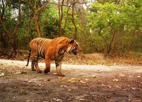 Pilibhit Tiger Reserve » Dudhwa National Park Tour