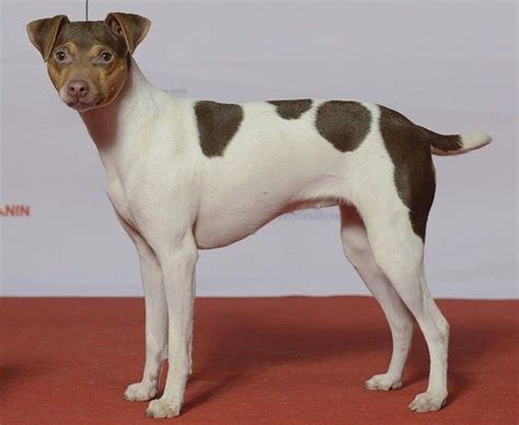 10 Cute Dog Breeds that Are Born Without a Tail | Animales