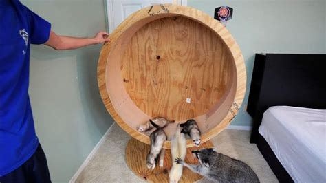 10 Best DIY Cat Wheel Plans | Cat diy, Cat exercise wheel diy, Pet raccoon