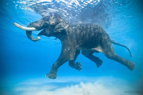 Elephant Underwater Photography 14