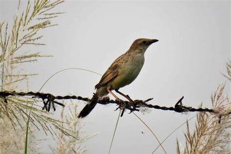 Birds of India – Comfort Bird Tour India.