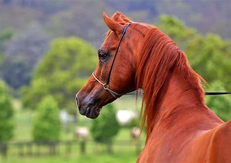 Arabian Horse Breed Guide Horseclicks Horses Arabian - vrogue.co