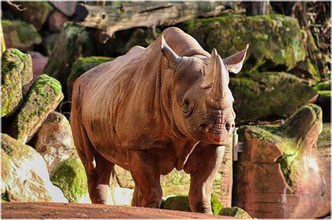 Rhino Enclosure Zoo - Free photo on Pixabay