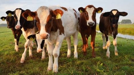 Cattle Farming, Breeds Information For Beginners | Agri Farming