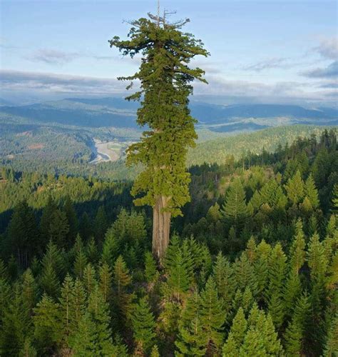 Hyperion, the world's tallest living tree.Hyperion is the name of a coast redwood (Sequoia ...