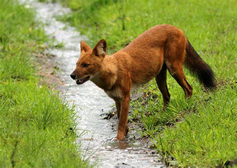 The Indian Dhole | Tiger Reserves in India