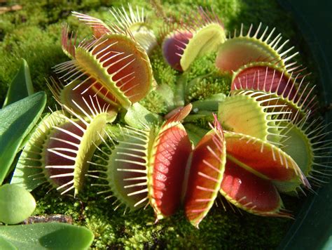 Keunikan Tumbuhan Pemangsa (Carnivorous Plant) |MyRokan