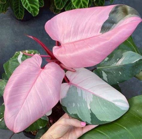 How to Get Super Bright Pink Leaves on the Philodendron Pink Princess – Bumble Plants