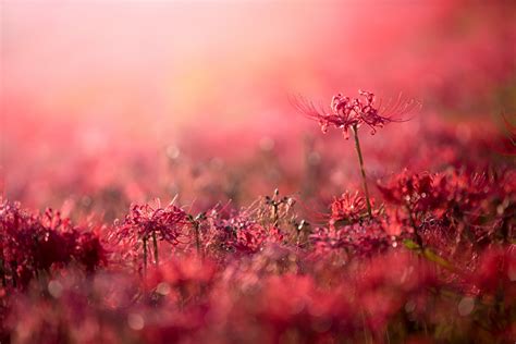 Red cluster flower, plants, flowers, red flowers, bokeh HD wallpaper ...