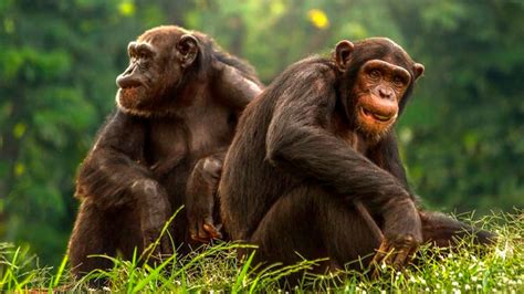 Científicos descubren una civilización “avanzada” de chimpancés [VIDEO] - INVDES