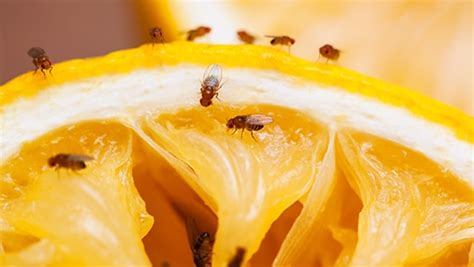 Fruit Flies and Food Safety | Ecolab