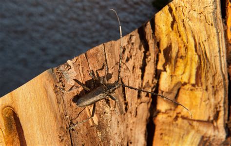 Tackling Wood Borers: Identification, Treatment and Prevention — Timber Actually