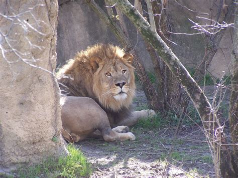 Memphis Zoo | Memphis zoo, Zoo, Cute animals