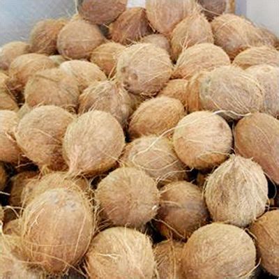 Brown Whole Coconut at Best Price in Kanchipuram, Tamil Nadu | Abi Enterprises