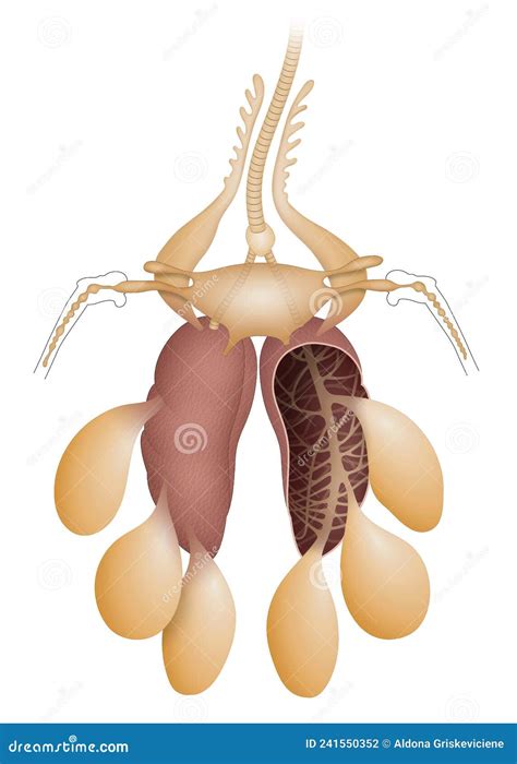 The Respiratory System of a Bird. Air Sacs and Lungs Stock Illustration - Illustration of organ ...