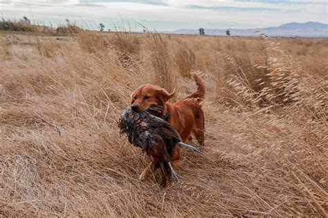 Duck Hunting Golden Retrievers