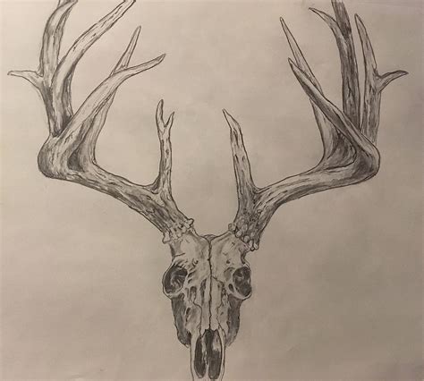 Deer Skull Drawing Easy at PaintingValley.com | Explore collection of Deer Skull Drawing Easy