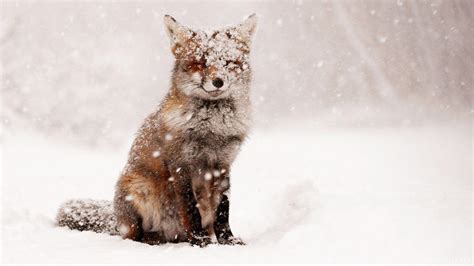 Snow Fox Wallpapers - Wallpaper Cave