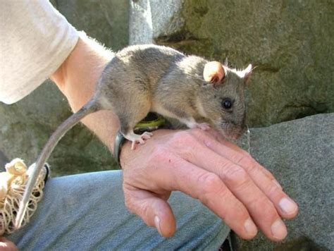 allegheny woodrat | Cute rats, Animals friends, Animals