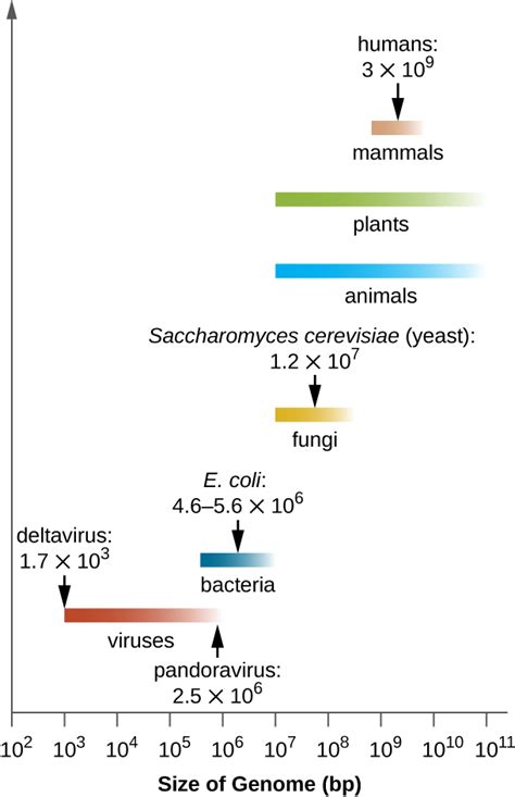 Structure and Function of Cellular Genomes · Microbiology