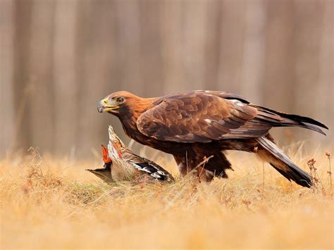 What Do Golden Eagles Eat? (Diet + Behavior) | Birdfact