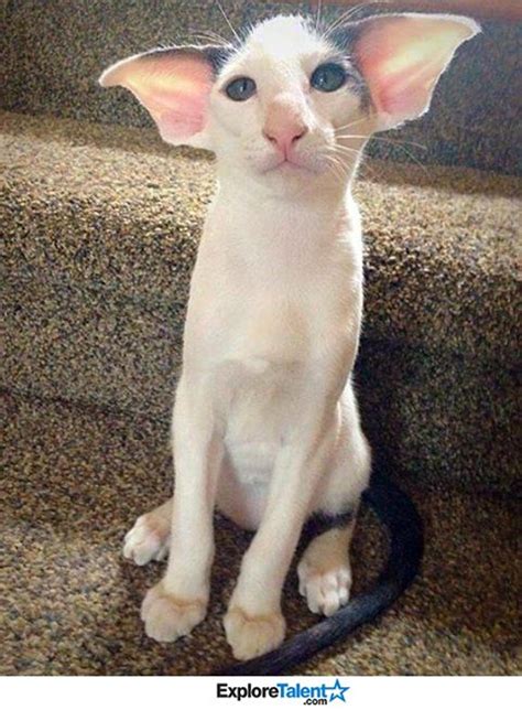 Have you ever seen such ears? | Oriental shorthair cats, Beautiful cats ...