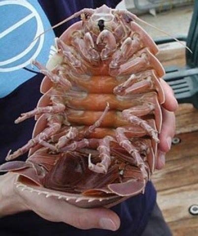 25 Awesome Giant Isopod Fun Facts