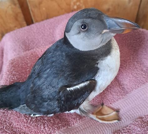 Atlantic puffin returns to open water after 'miracle' rescue | CBC News